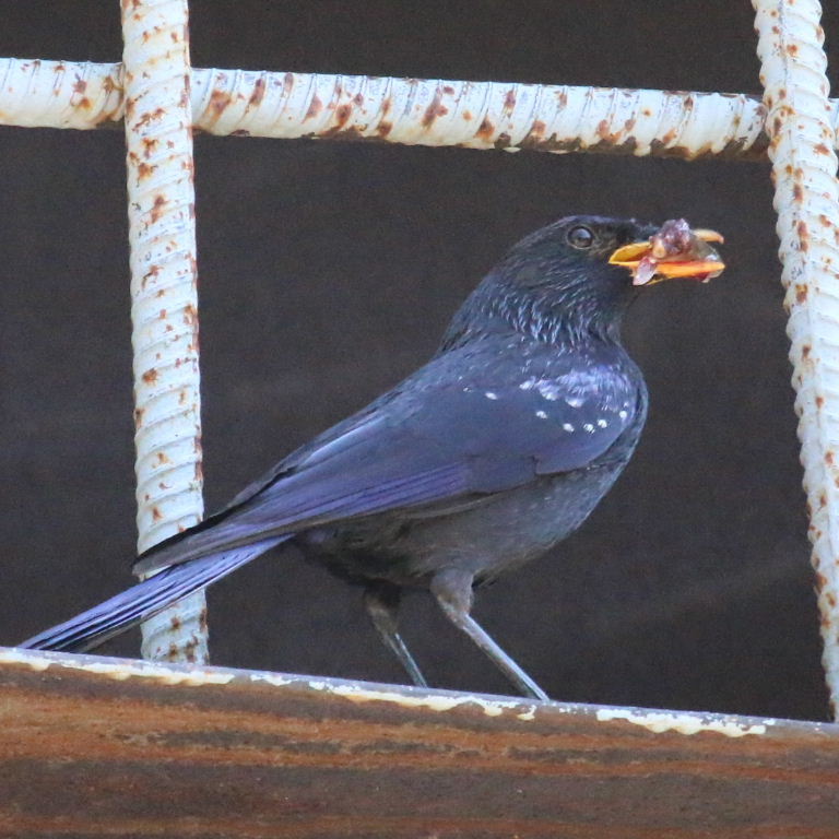 Blue Whistling Thrush with food