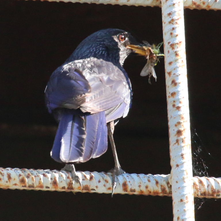 Blue Whistling Thrush tail
