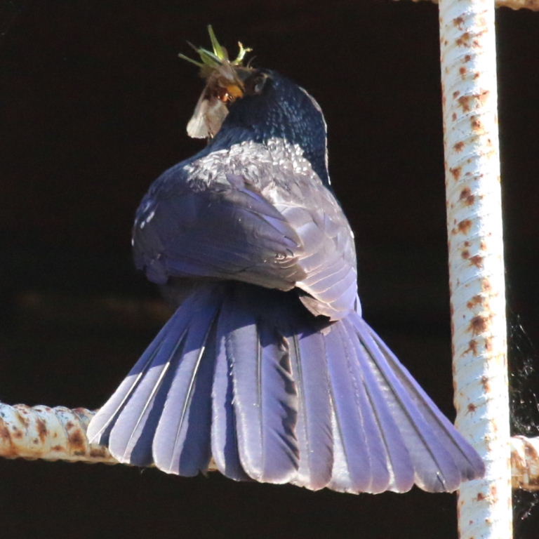 Blue Whistling Thrush tail