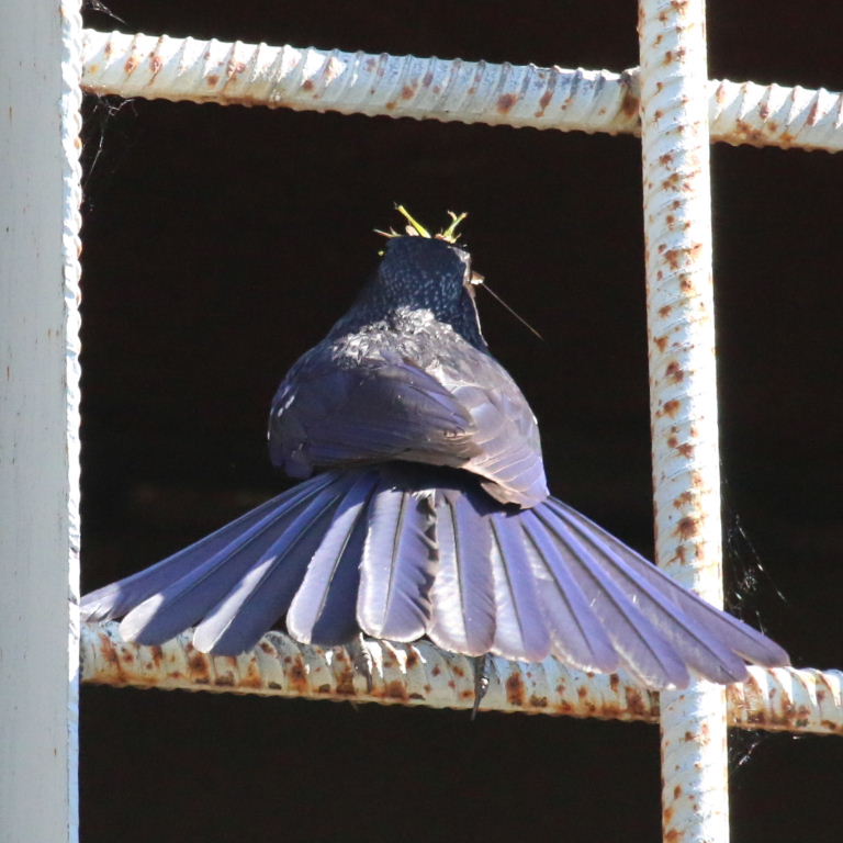 Blue Whistling Thrush tail
