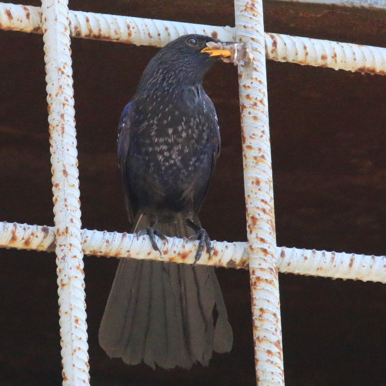 Blue Whistling Thrush with food