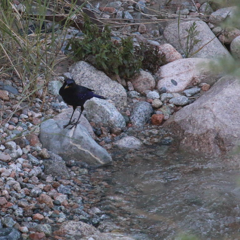 Blue Whistling Thrush habitat