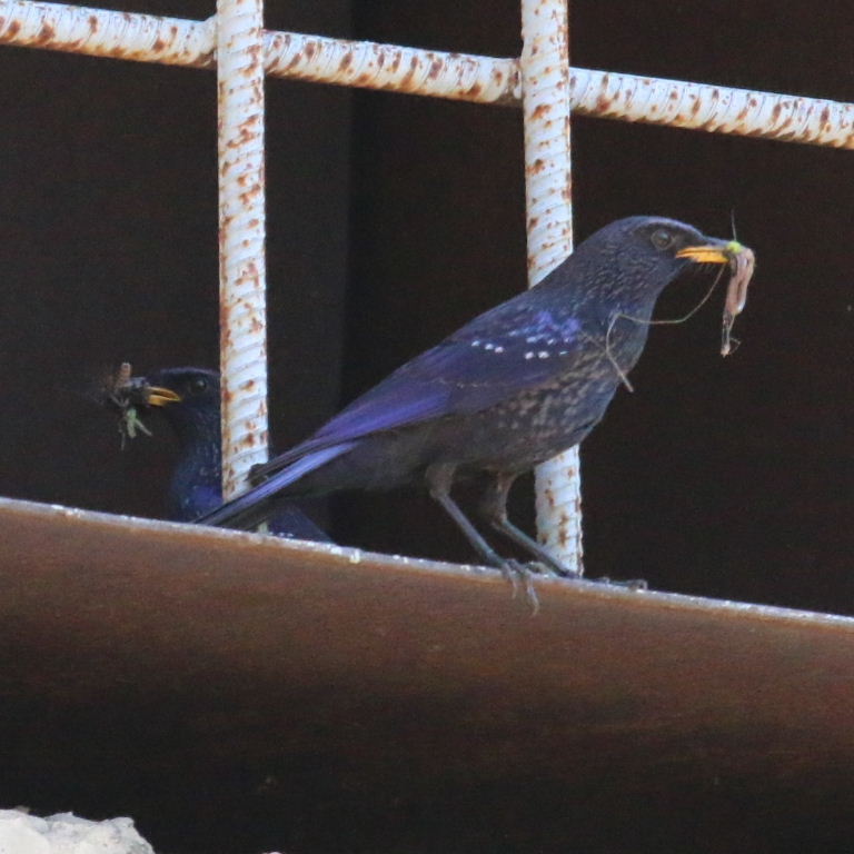 Blue Whistling Thrush with food