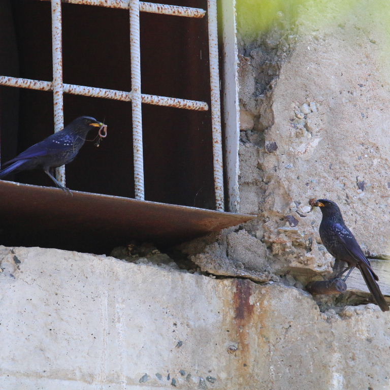 Blue Whistling Thrush with food