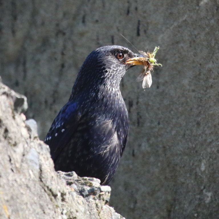Blue Whistling Thrush with food