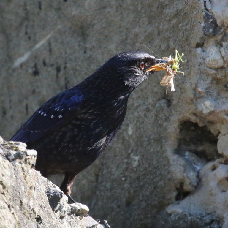 Blue Whistling Thrush with food