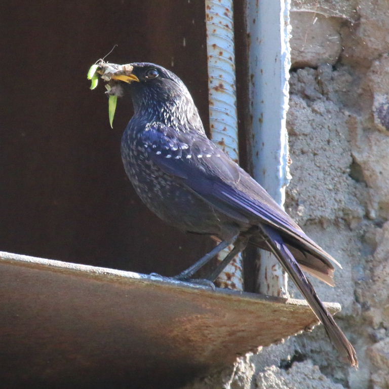Blue Whistling Thrush with food