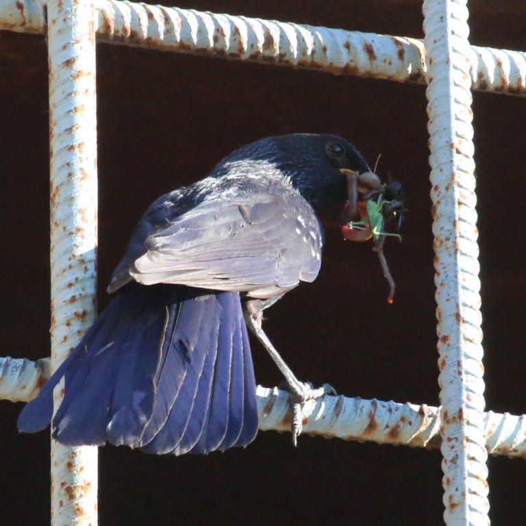 Blue Whistling Thrush with food