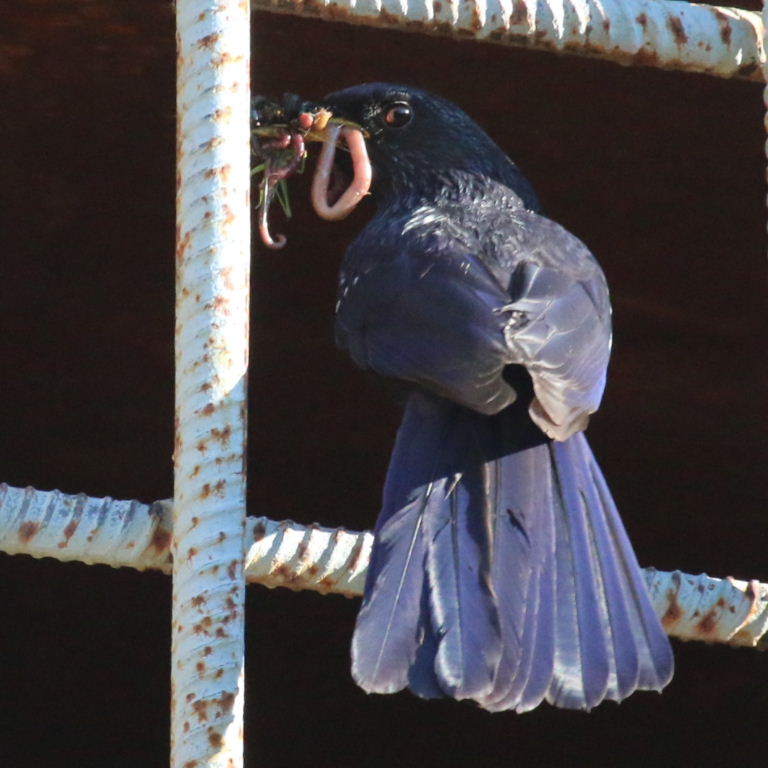 Blue Whistling Thrush with food