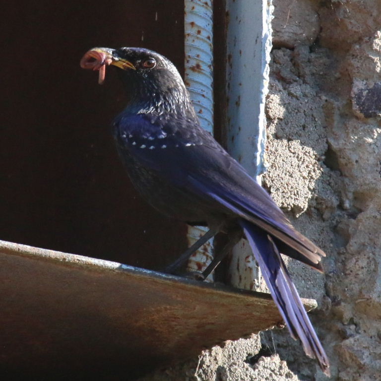 Blue Whistling Thrush with food