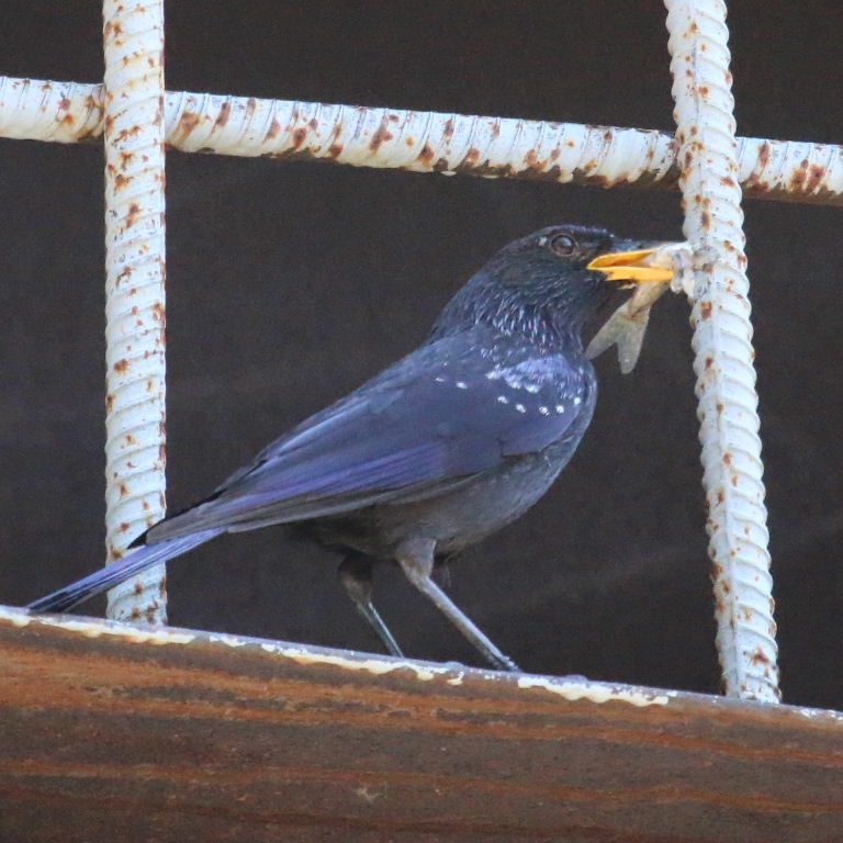Blue Whistling Thrush with fish