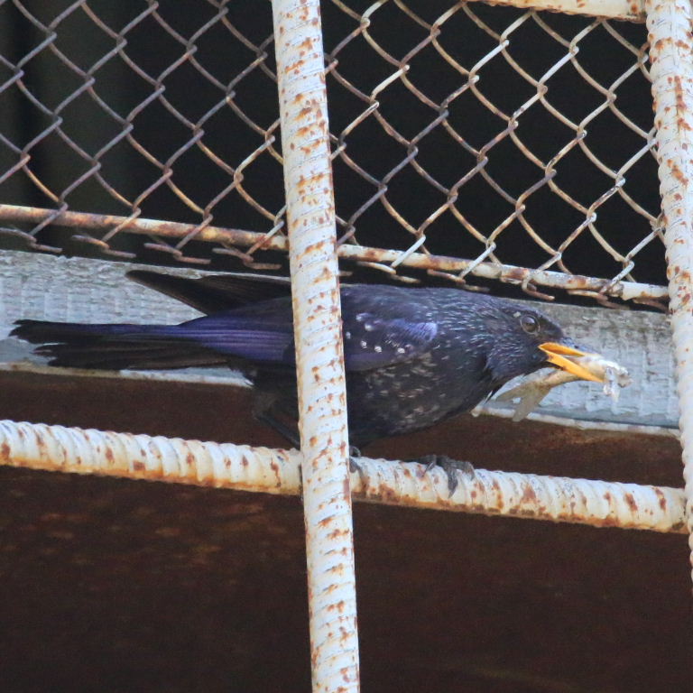 Blue Whistling Thrush with fish