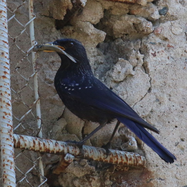 Blue Whistling Thrush with fish