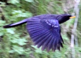 Blue Whistling Thrush