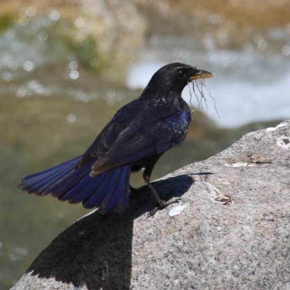 Blue Whistling Thrush with nesting material