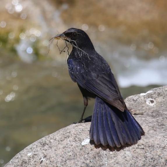 Blue Whistling Thrush