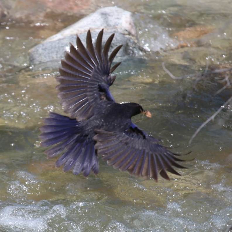 Blue Whistling Thrush in flight