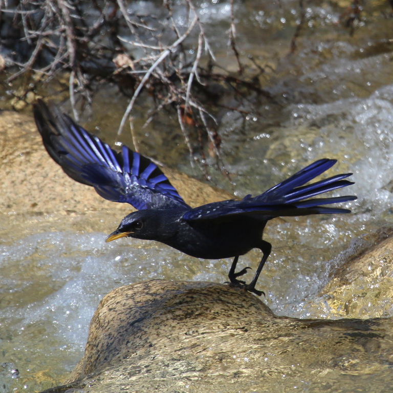 Blue Whistling Thrush