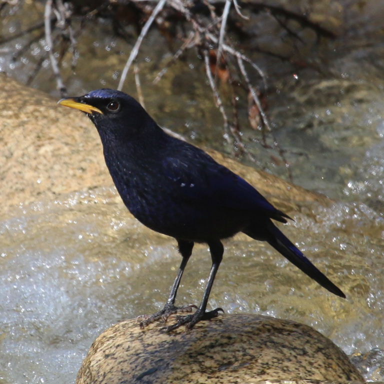 Blue Whistling Thrush