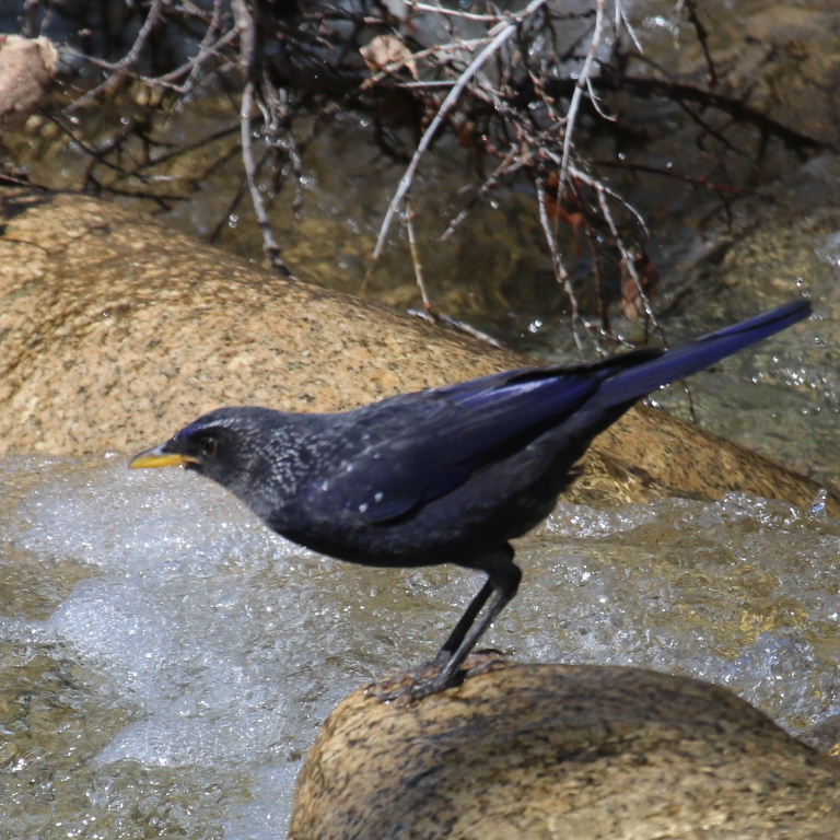 Blue Whistling Thrush