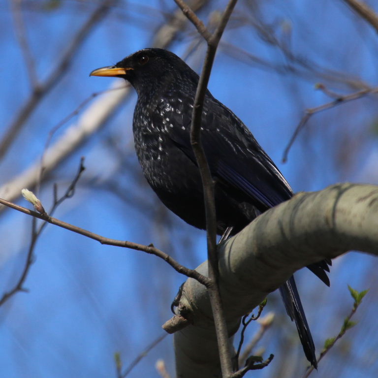 Blue Whistling Thrush