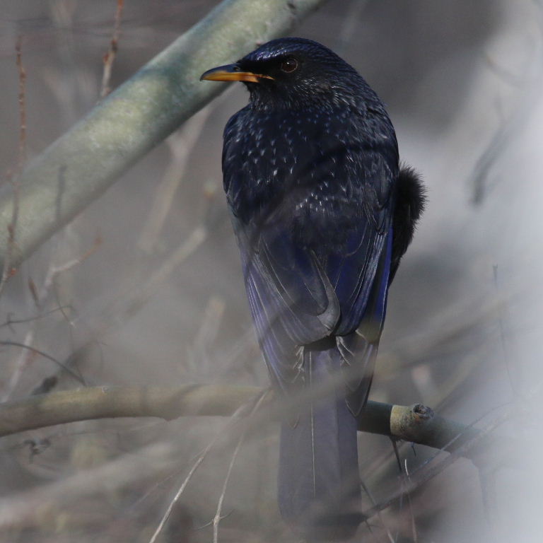 Blue Whistling Thrush