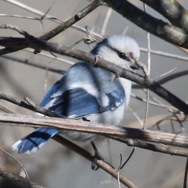 Azure Tit
