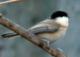 Willow tit