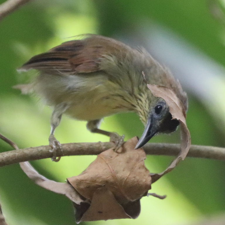 Pin-striped Tit-babbler