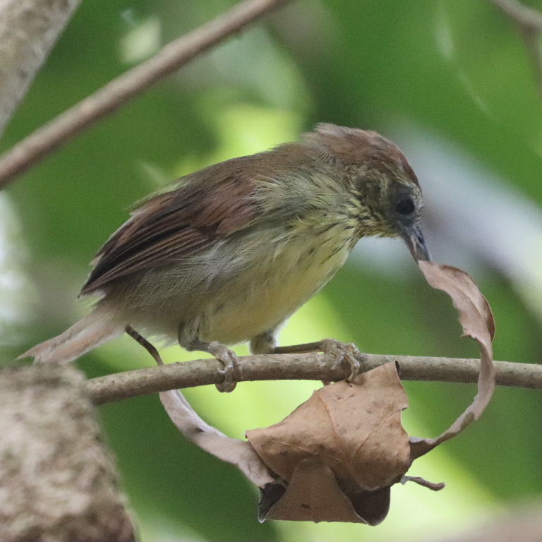 Pin-striped Tit-babbler