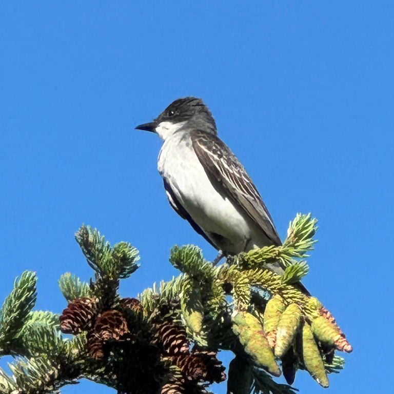 Eastern Kingbird