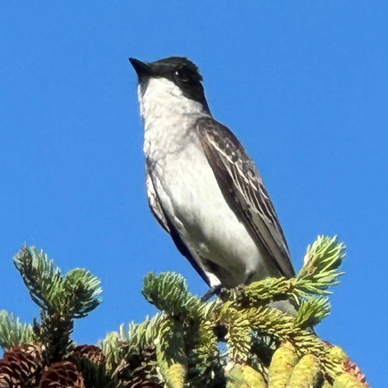 Eastern Kingbird