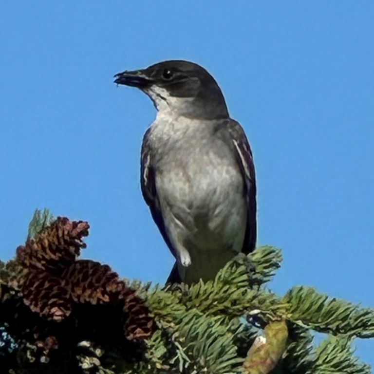 Eastern Kingbird