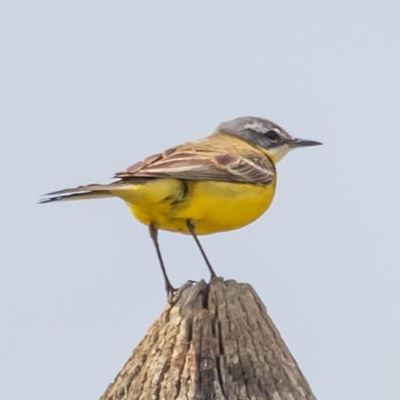 Blue-headed Wagtail