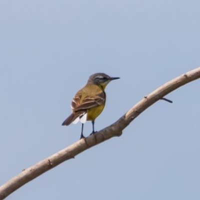 Black-headed Wagtail male