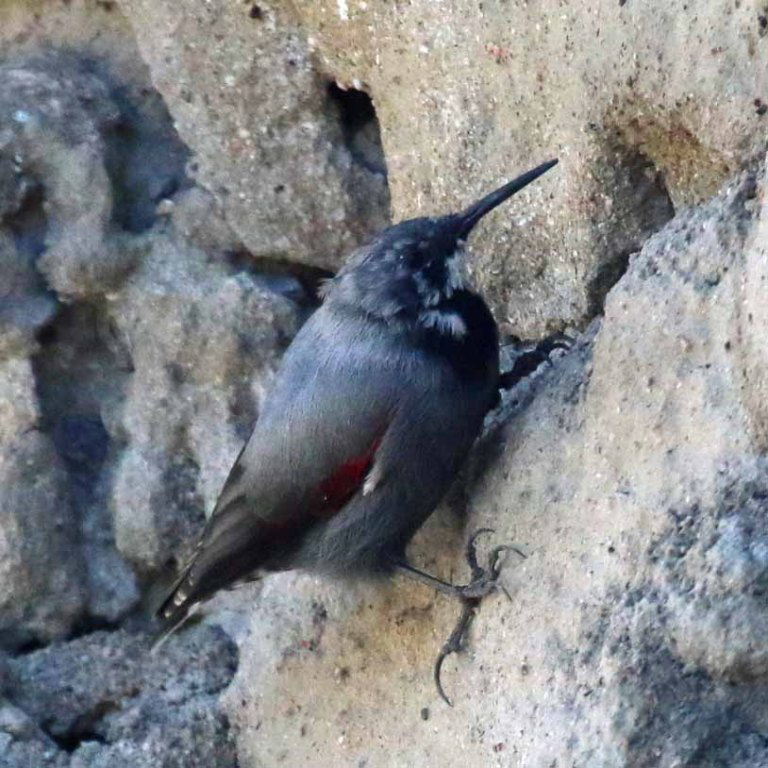 Wallcreeper