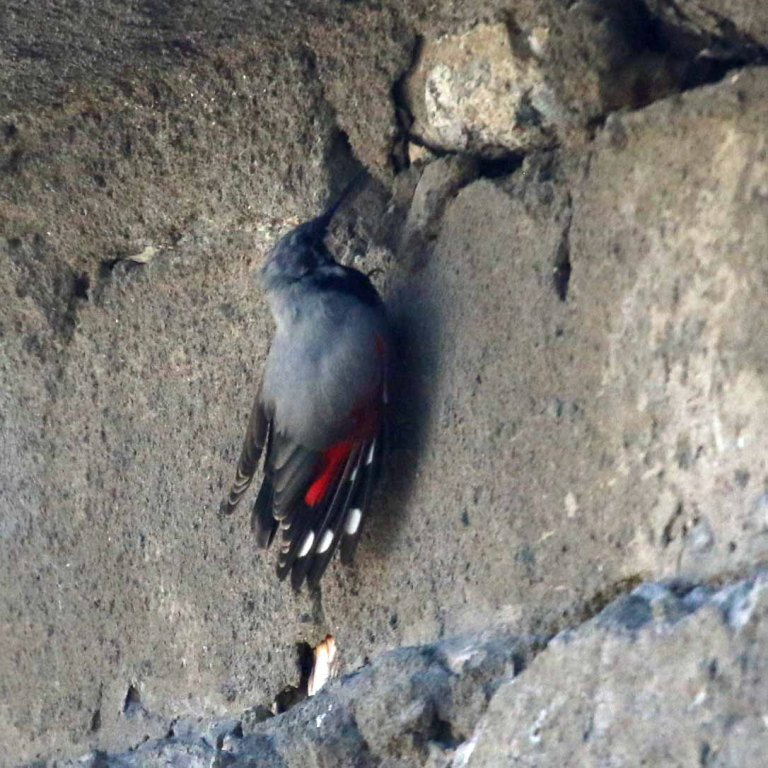 Wallcreeper