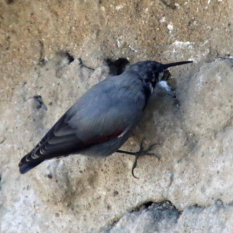 Wallcreeper
