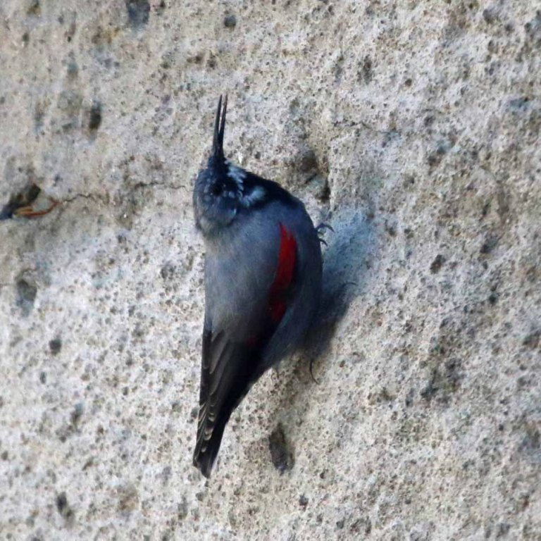 Wallcreeper