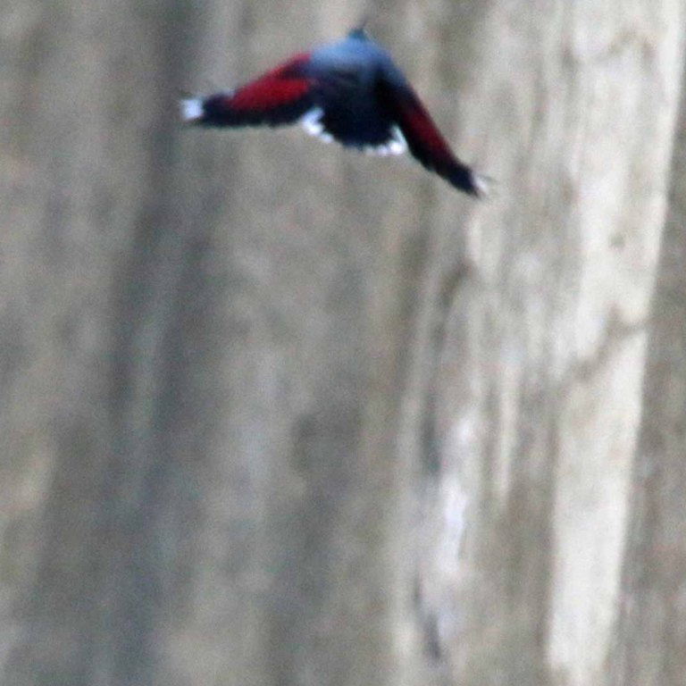 Wallcreeper