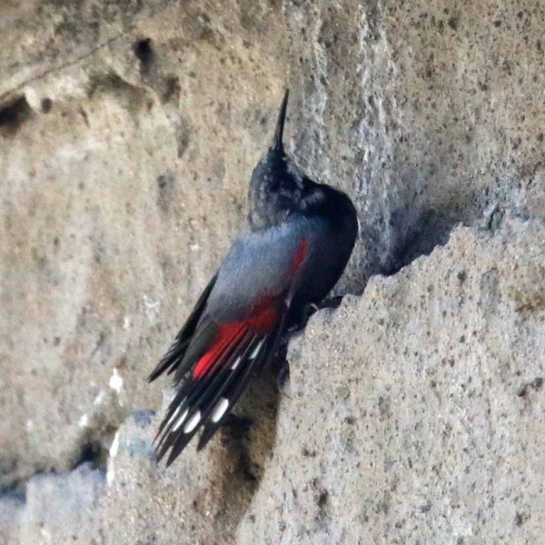 Wallcreeper