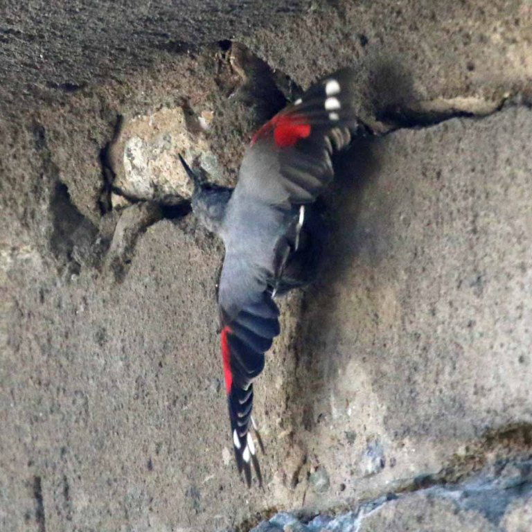 Wallcreeper