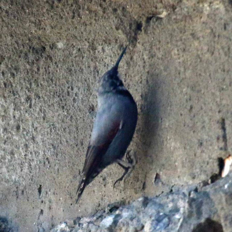 Wallcreeper