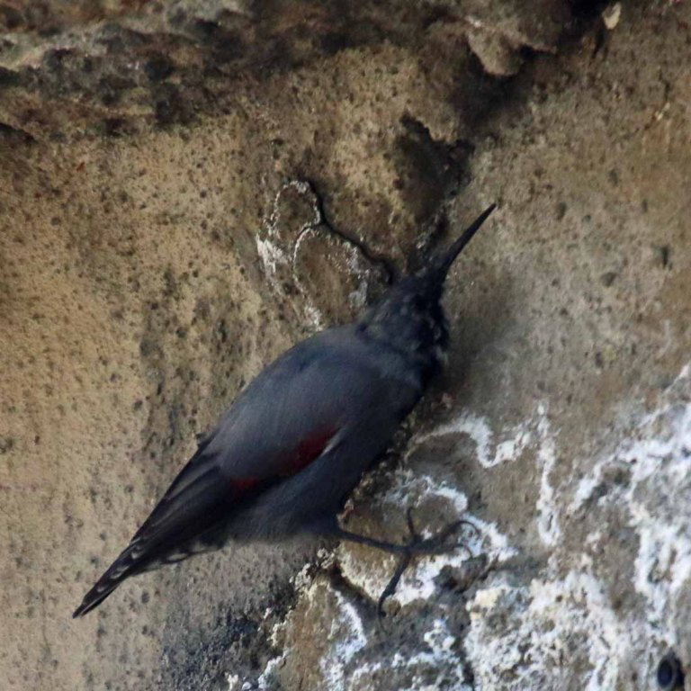 Wallcreeper