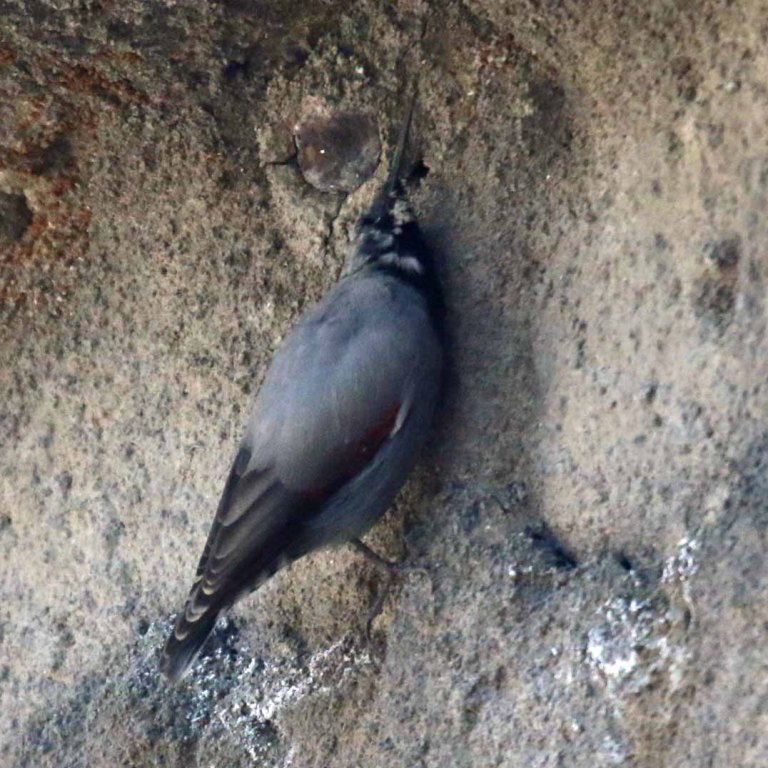 Wallcreeper