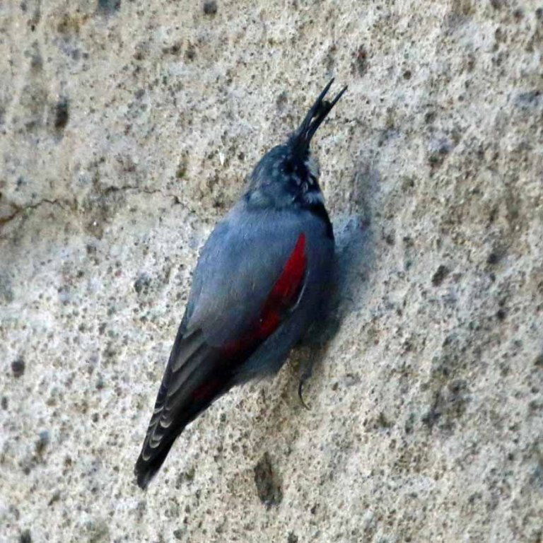 Wallcreeper