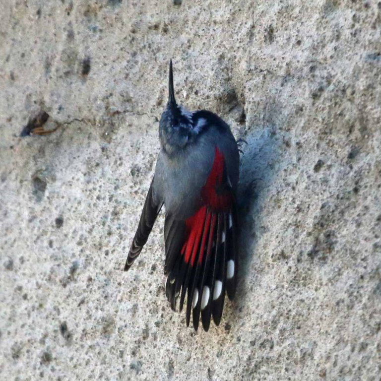 Wallcreeper