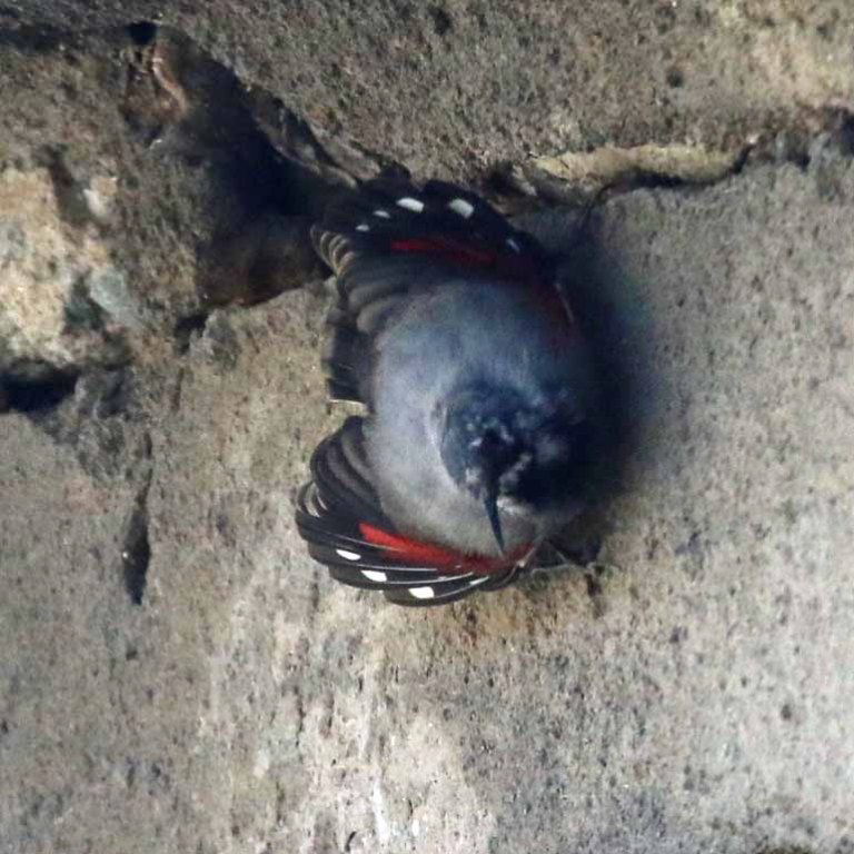 Wallcreeper