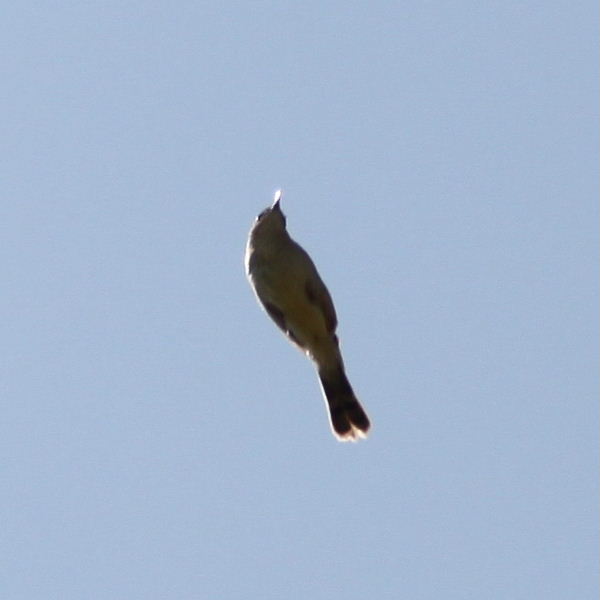 Zitting Cisticola
