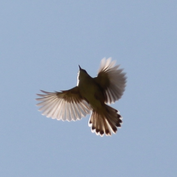 Zitting Cisticola